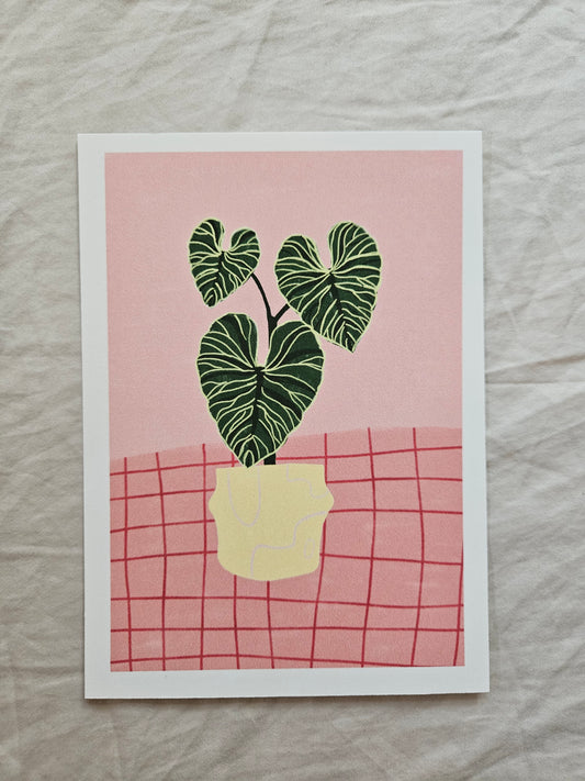 postcard "illustrated philodendron"
