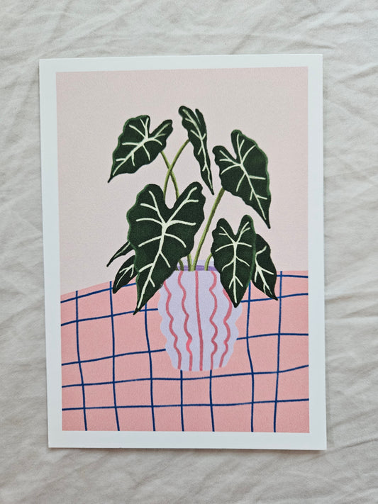 postcard "illustrated alocasia"
